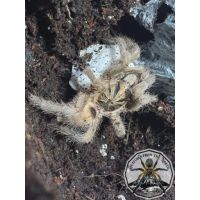 Neoholothere incei classic / Trinidad olive 3fh (1-2cm)
